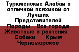 Туркменские Алабаи с отличной психикой от Лучших Представителей Породы - Все города Животные и растения » Собаки   . Крым,Черноморское